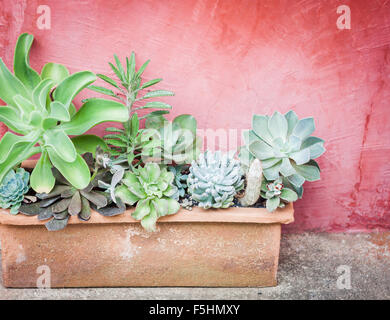 Cactus en pot sur fond rouge, stock photo Banque D'Images