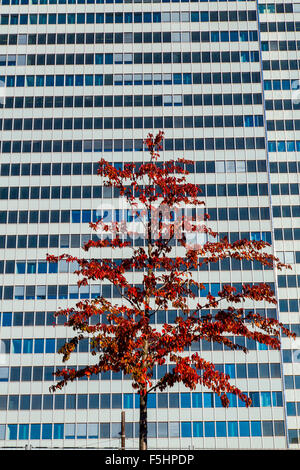 3-Scheiben-Haus, office building, gratte-ciel, façade, petit arbre avec des feuilles, de couleur d'automne Banque D'Images