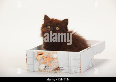 British Longhair chat, chaton, 9 semaines, noir|Britisch Langhaar, Kaetzchen, 9 Wochen, schwarz Banque D'Images