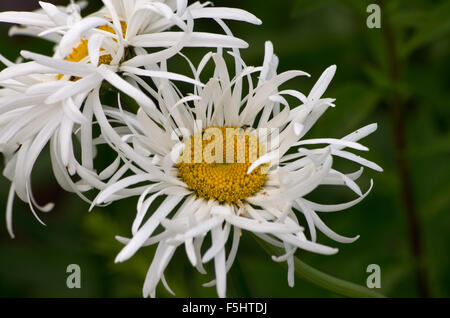 Leucanthemum Superbum Phyllis Smith Banque D'Images