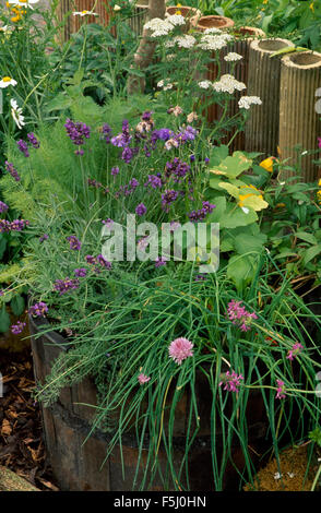 Floraison rose lavande pourpre avec ciboulette plantés dans un vieux tonneau en bois contre un mur de tuyaux de drainage recyclé Banque D'Images