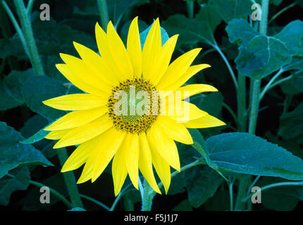 Close-up d'un tournesol vivace Banque D'Images