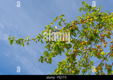 Avec la Direction générale des pommes biologiques mûrs en verger contre le ciel bleu Banque D'Images