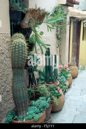 Tall cactus plantés de sedum et les succulentes en pots de terre cuite contre le mur d'une ville espagnole villa Banque D'Images