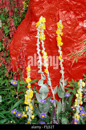 Close-up of verbascum jaune et violet contre un brachysome pierre peint rouge vif Banque D'Images