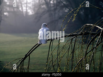 Close-up d'une colombe blanche, assis sur une branche d'un arbre Banque D'Images