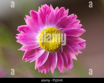 Belle couleur rose et jaune fleur éternelle Banque D'Images