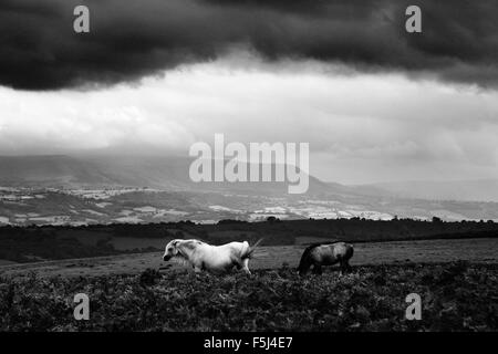 Vue de l'Offa's Dyke Path sur Hergest Ridge, vers les Brecon Beacons au loin. Herefordshire. UK. Banque D'Images