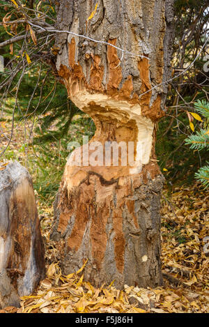 Près d'arbres abattus par les castors, Grand Tetons National Park, Wyoming, USA Banque D'Images