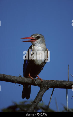 Martin-pêcheur à tête grise (Halcyon leucocephala) des profils composant Sarova Shaba Lodge Kenya Banque D'Images