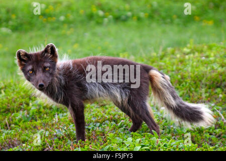 Le renard arctique dans la toundra en été ( îles du Commandeur ) Banque D'Images