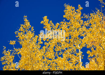 En automne, le tremble Populus tremuloides, Grand Tetons National Park, Wyoming, USA Banque D'Images