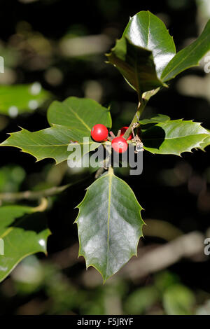 Ilex aquifolium (houx, Holly, houx commun européen, le houx, le houx de Noël) Banque D'Images