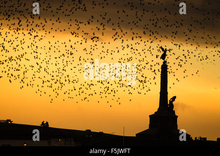 Aberystwyth, Pays de Galles, UK, 05 novembre 2015. À l'approche de Dimanche du souvenir, une volée d'étourneaux vole autour de l'iconique Aberystwyth war memorial au crépuscule chaque soir entre octobre et mars, des dizaines de milliers d'oiseaux voler dans d'énormes murmurations dans le ciel au-dessus de la ville avant de s'installer au perchoir pour la nuit sur les jambes de fer de fonte de la Victorian station pier. Aberystwyth est l'un des rares gîtes starling urbaine au Royaume-Uni photo Keith Morris / Alamy live news Banque D'Images