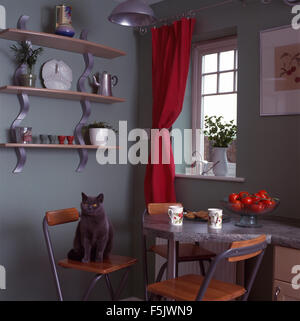 Chat gris assis sur la selle au bar de petit-déjeuner dans la salle à manger avec cuisine années 90 metal +étagères en bois et des rideaux rouges Banque D'Images