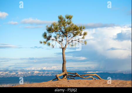 Lone Pine Tree sur le bord de Bryce Canyon, Utah, USA. Banque D'Images