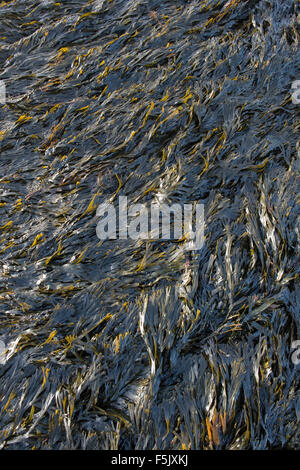 Fucus serratus. Les algues / crémaillère sur la côte de Northumberland. UK Banque D'Images