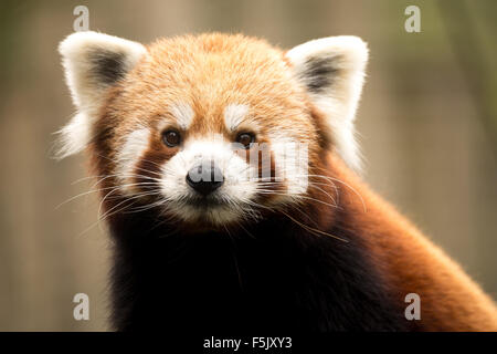 Portrait de petit panda rouge (Ailurus fulgens) Banque D'Images