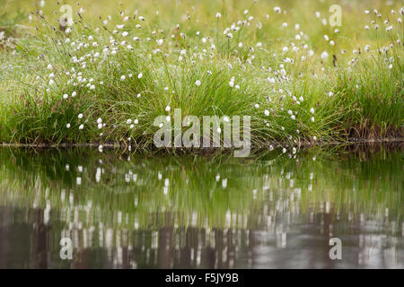 La floraison des linaigrettes (Eriophorum sp.) dans la taïga finlandaise, Kainuu, Carélie du Nord, Finlande Banque D'Images