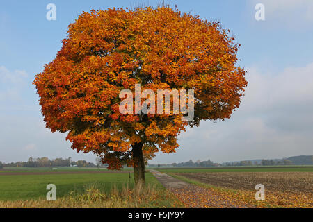 Érable de Norvège (Acer platanoides), feuillage d'automne, Feldflur, Allgäu, Bavière, Allemagne Banque D'Images