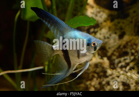 Poissons-anges (Pterophyllum scalare), bleu, captive Banque D'Images