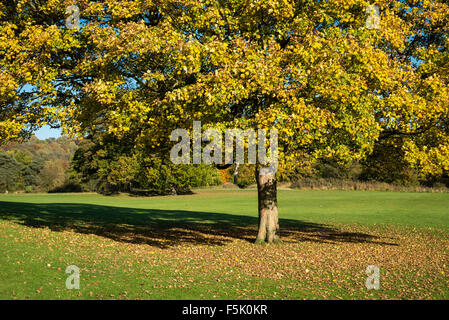 Sycomore mature avec des feuilles de changer à l'automne soleil dans Brabyns Park près de Stockport, Greater Manchester. Banque D'Images