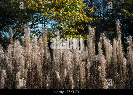 Rosebay Willowherb (Epilobium angustifolium) avec des têtes de graine dans la lumière du soleil du matin. Banque D'Images