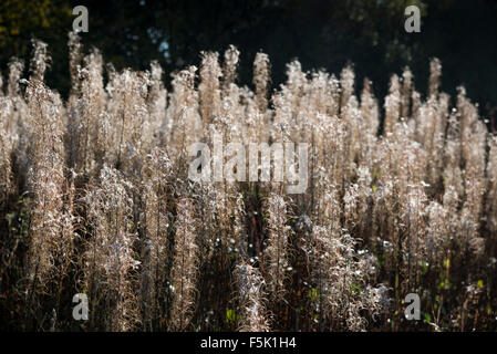 Rosebay Willowherb (Epilobium angustifolium) avec des têtes de graine dans la lumière du soleil du matin. Banque D'Images