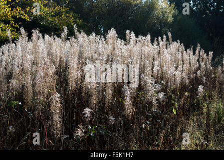 Rosebay Willowherb (Epilobium angustifolium) avec des têtes de graine dans la lumière du soleil du matin. Banque D'Images