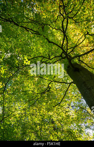 Jusqu'à dans la verrière d'un grand hêtre en automne avec les feuilles changer de vert à l'or. Banque D'Images