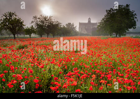 Cenac église dans un champ de coquelicots misty au lever du soleil Banque D'Images