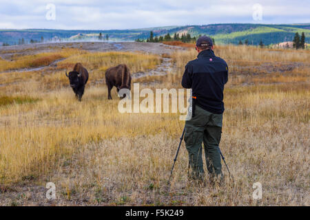 Bob photographier le bison, le Parc National de Yellowstone, Wyoming, USA Banque D'Images