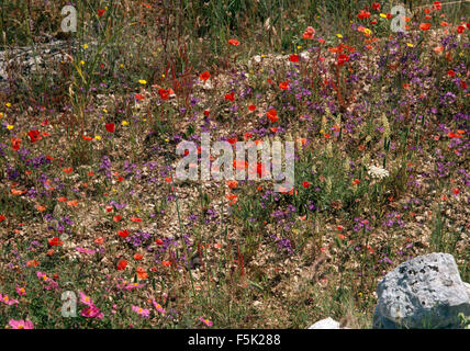 Des coquelicots sauvages poussant dans un terrain accidenté en France Banque D'Images