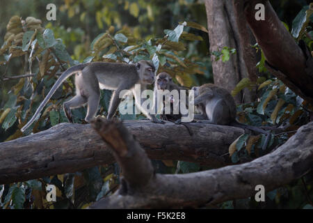 Les macaques sauvages de Bornéo dans la jungle autour de la rivière Kinabatangan Banque D'Images