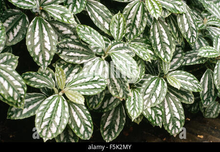 Close-up of a Fittonia Banque D'Images