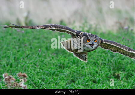 Close up de Grand-duc d'Europe / eagle owl (Bubo bubo) survolant prairie Banque D'Images