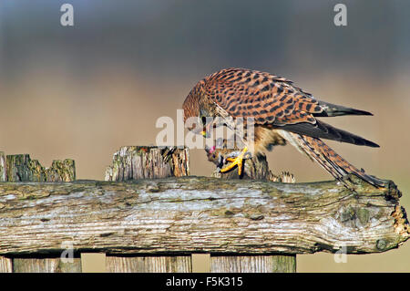 Faucon crécerelle (Falco tinnunculus) femelle sur weathered barrière en bois qui se nourrissent de proies capturées de la souris Banque D'Images