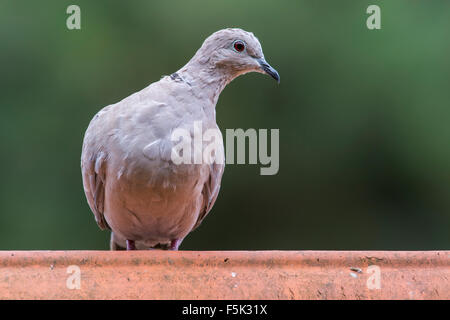 Grèbe huppé (Streptopelia decaocto) perché sur la crête de toit tuile maison Banque D'Images