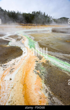 Ruissellement colorées causés par des bactéries thermophile geyser Whirligig, Norris Geyser Basin, Parc National de Yellowstone, Wyoming, USA Banque D'Images