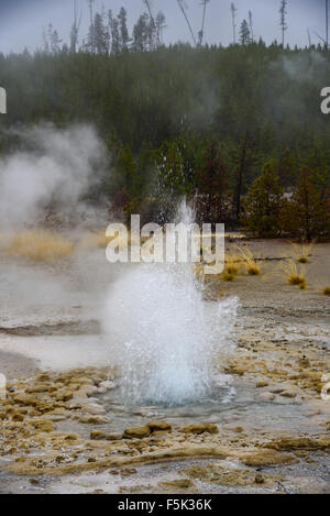 Vixen Geyser, bassin en arrière, Norris, Yellowstone National Park, Wyoming, USA Banque D'Images