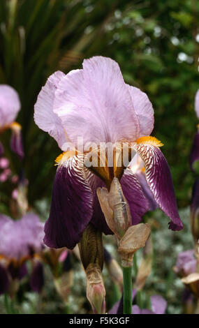 Close-up d'un mauve et deep purple Iris Banque D'Images