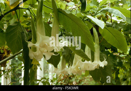 Close-up d'un Brugmansia blanc, ou Angel's Trumpet Banque D'Images