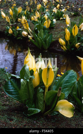 Close-up of yellow Lysichiton Banque D'Images