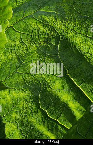 Feuilles de Gunnera manicata, rhubarbe géante, ou un originaire de l'Amérique du Sud de la Colombie au Brésil ou la rhubarbe géante Banque D'Images