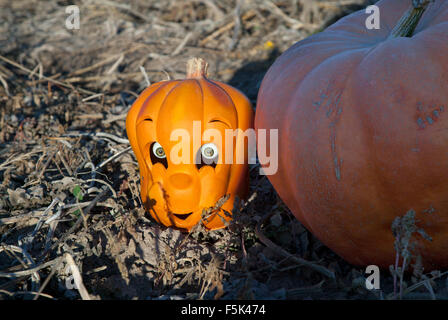 Halloween citrouille sculptée jouet avec des yeux réalistes dans un champ agricole, 2015. Banque D'Images