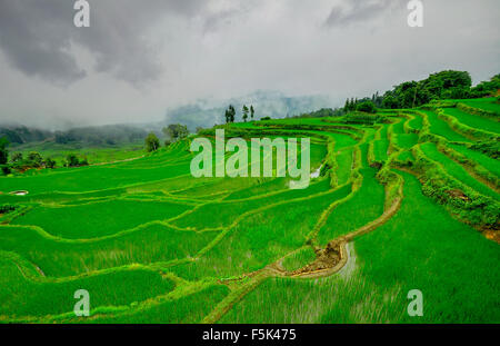 Le sud de la Chine, Yunnan - 2011 : Rizières en terrasses dans les hautes terres du sud Banque D'Images