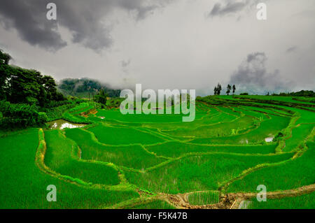 Le sud de la Chine, Yunnan - 2011 : Rizières en terrasses dans les hautes terres du sud Banque D'Images