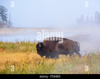 American bison, Bison bison, (Buffalo), Madison River, le Parc National de Yellowstone, Wyoming, USA Banque D'Images
