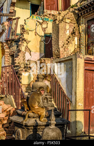 Les singes jouant dans les ruines du Temple de Swayambhunath endommagées après le séisme majeur le 25 avril 2015 à Katmandou, Népal Banque D'Images