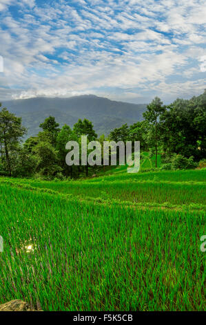 Le sud-est de la Chine, Yunan - 2011 : Rizières en terrasses dans les hautes terres de so Banque D'Images